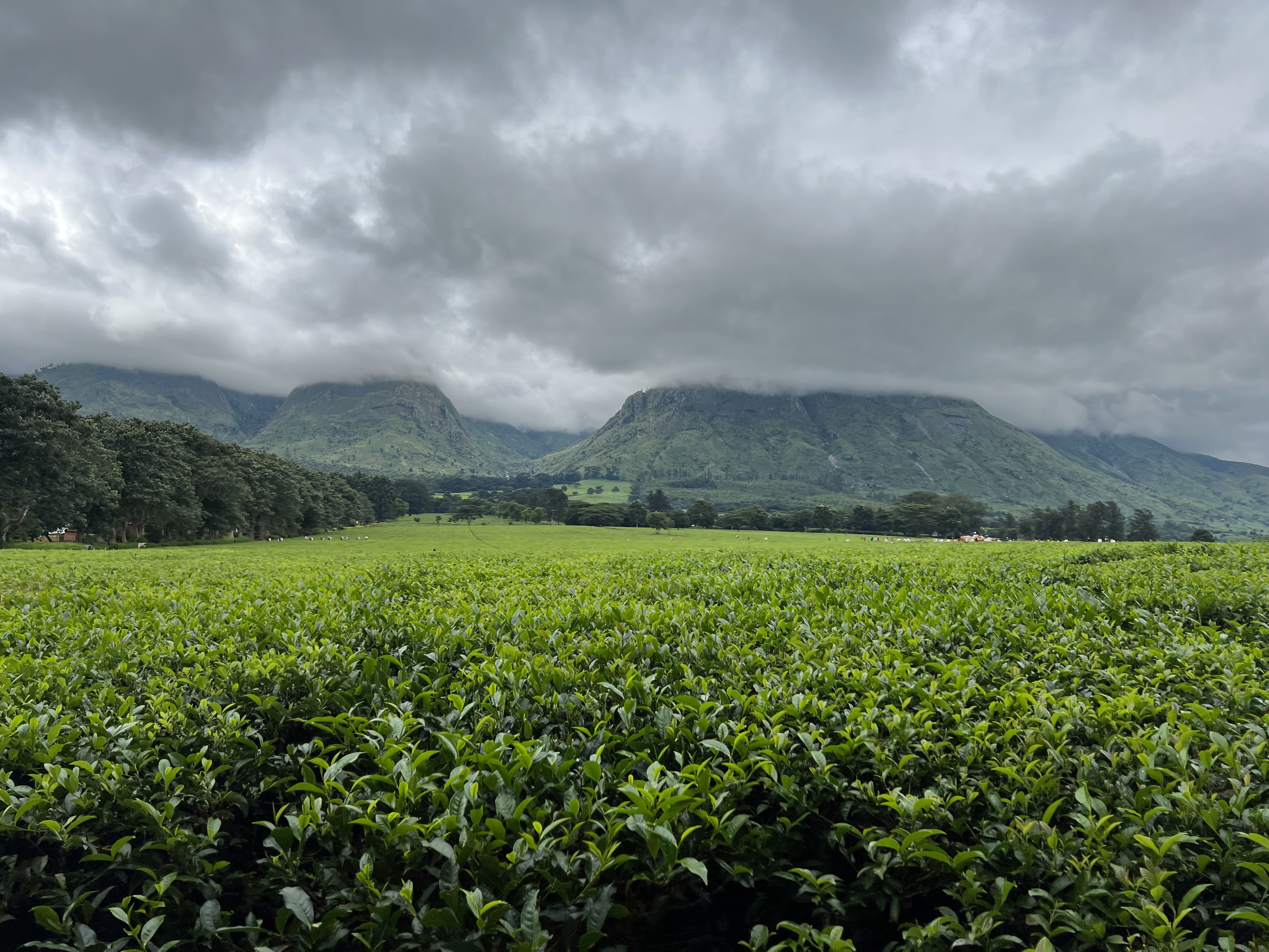 Mountains of Adventure in Blantyre and Mulanje – Day 11