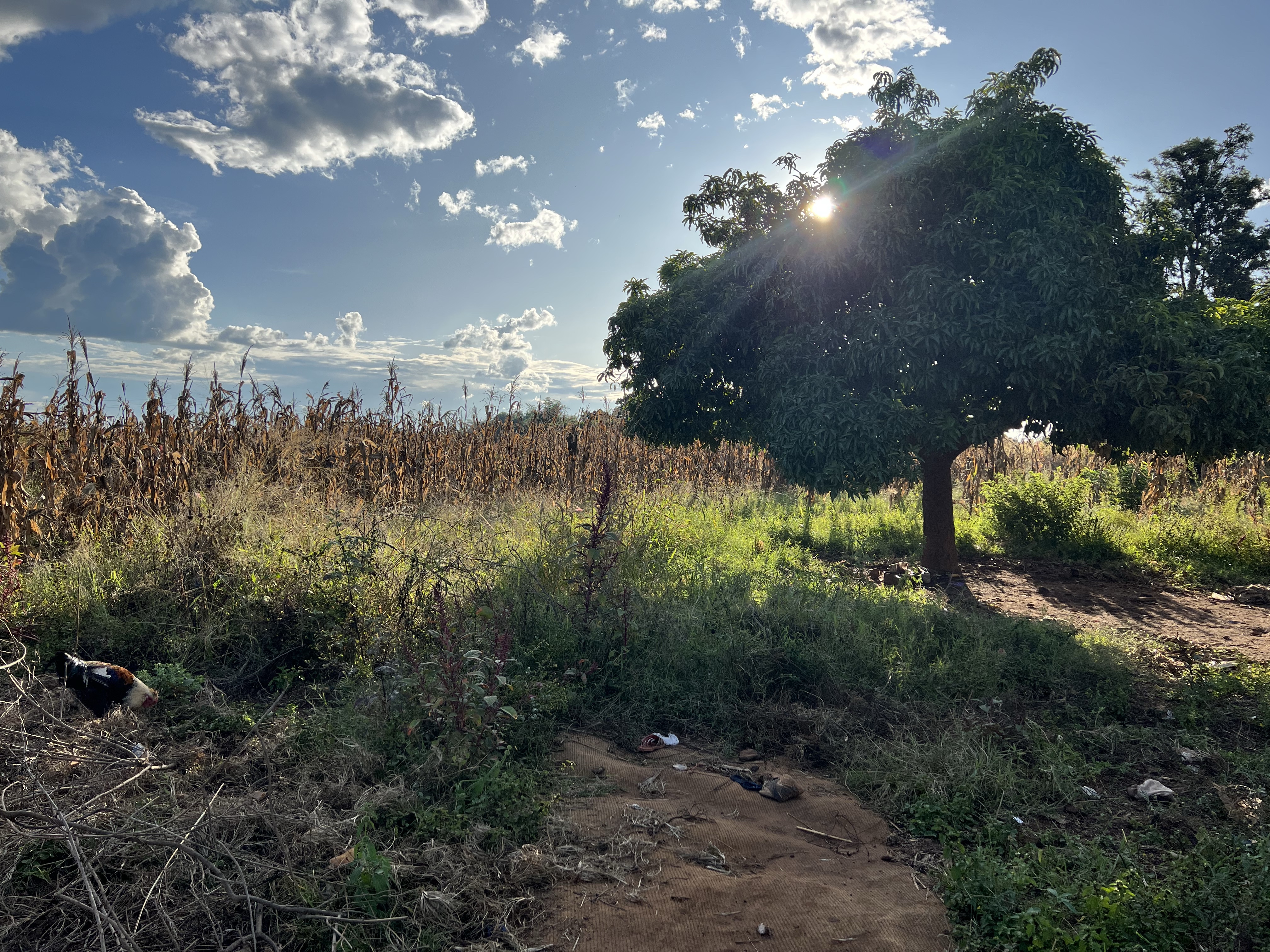 Gardens and Mines in Eiffel Flats – Day 15